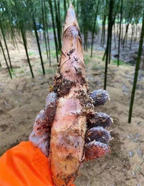 杭州临安优质应急蔬菜包上线，零售平台助力滞销农产品与新鲜水果销售