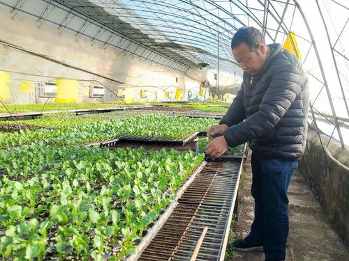 冬日里的勃勃生机——探秘蔬菜种苗工厂与新鲜蔬菜零售