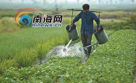 走近海口郊区菜农 夫妻用菜筐挑起一个家，新鲜水果零售